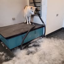 service campaign image