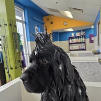 service campaign image